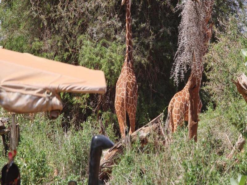 Saruni Samburu Villa Buitenkant foto